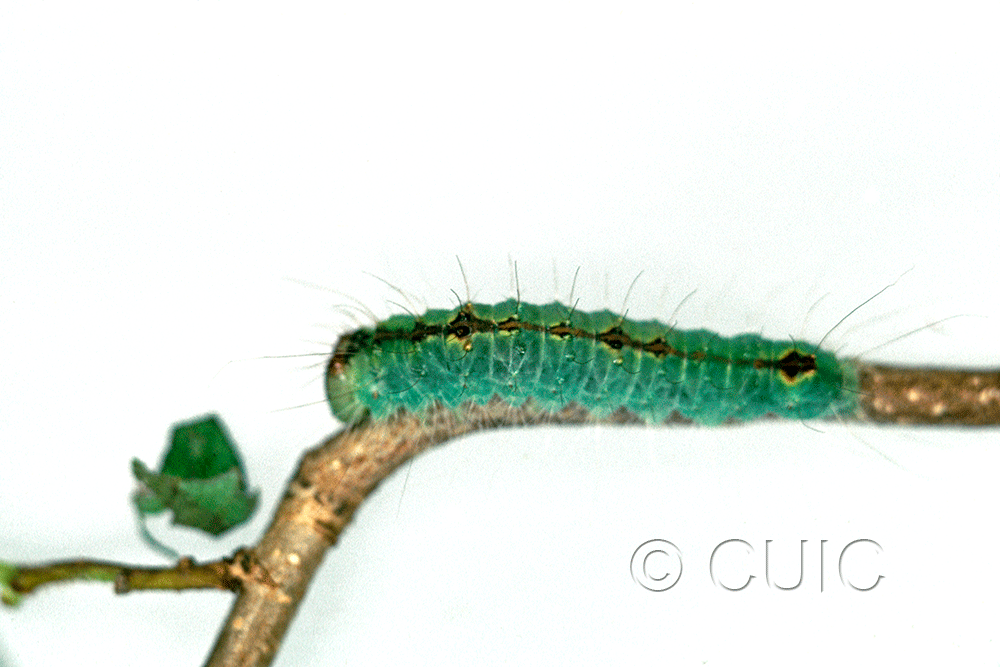 lateral view of larva Acronicta laetifica on Corylus in USA: NY