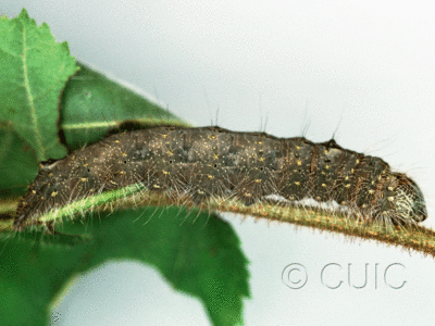 lateral view of larva Acronicta laetifica on Corylus in USA: NY