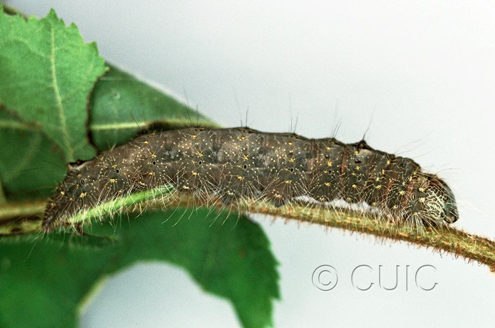 lateral view of larva Acronicta laetifica on Corylus in USA: NY