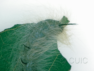 dorsal view of larva Acronicta lepusculina on Populus tremuloides in USA: NY