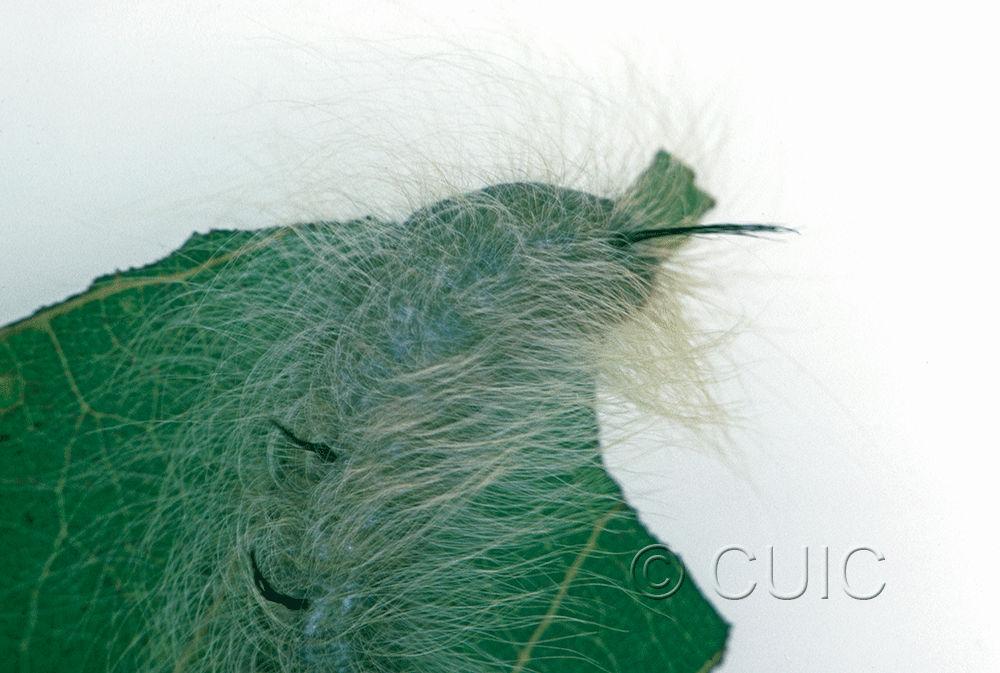 dorsal view of larva Acronicta lepusculina on Populus tremuloides in USA: NY