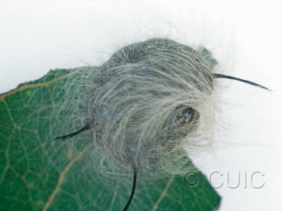 lateral view of larva Acronicta lepusculina on Populus tremuloides in USA: NY