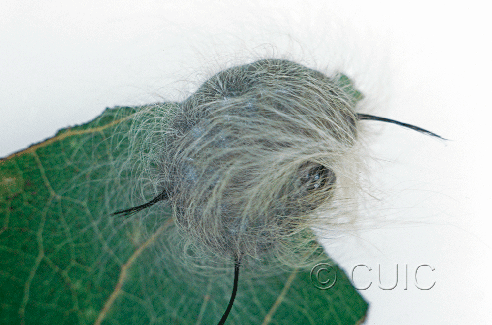 lateral view of larva Acronicta lepusculina on Populus tremuloides in USA: NY
