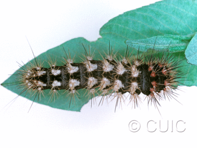 dorsal view of larva Acronicta longa on Salix in USA: NY