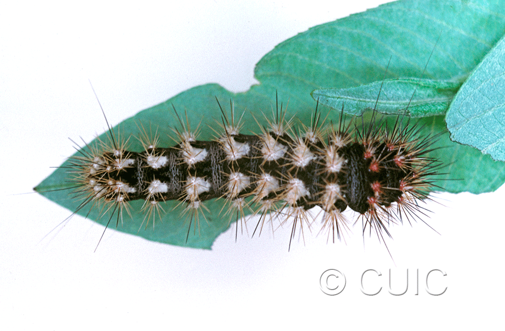 dorsal view of larva Acronicta longa on Salix in USA: NY