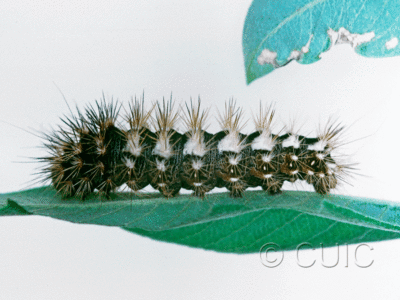 lateral view of larva Acronicta longa on Salix in USA: NY