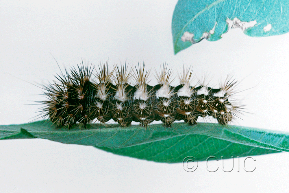 lateral view of larva Acronicta longa on Salix in USA: NY