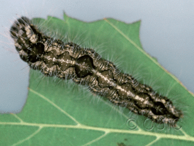 dorsal view of larva Acronicta morula on Ulmus in USA: NY