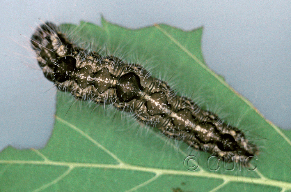 dorsal view of larva Acronicta morula on Ulmus in USA: NY