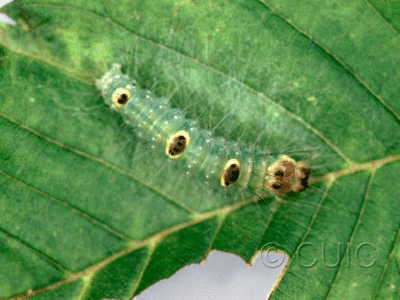 dorsal view of larva Acronicta morula on Ulmus in USA: NY