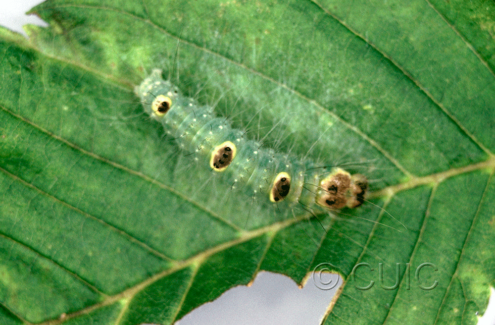 dorsal view of larva Acronicta morula on Ulmus in USA: NY
