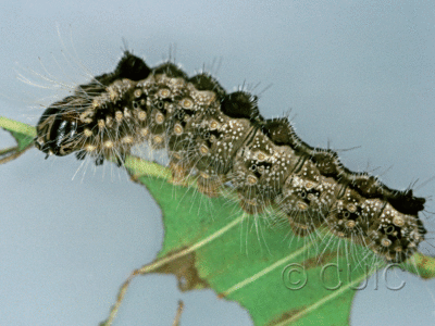 lateral view of larva Acronicta morula on Ulmus in USA: NY