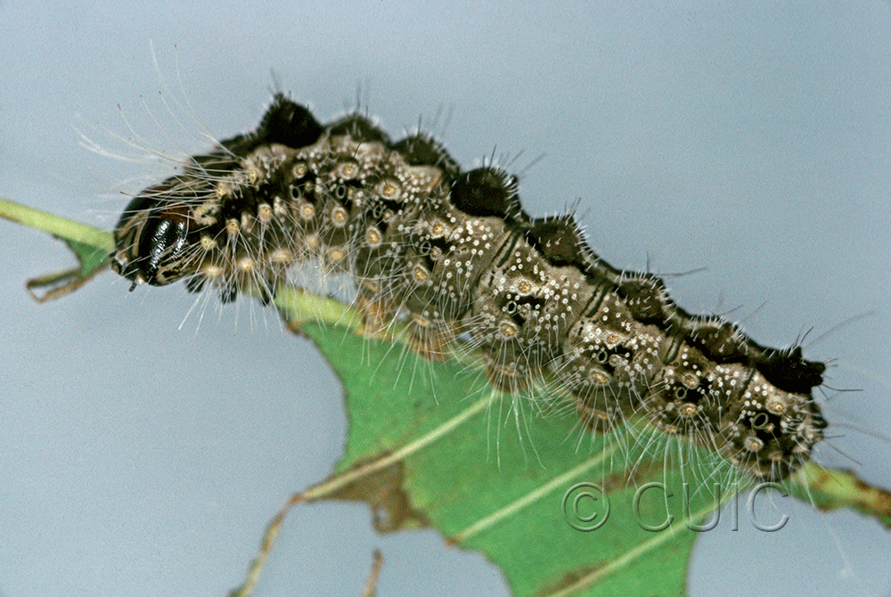 lateral view of larva Acronicta morula on Ulmus in USA: NY