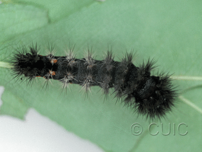 dorsal view of larva Acronicta noctivaga in USA: NY