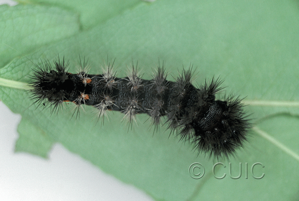 dorsal view of larva Acronicta noctivaga in USA: NY
