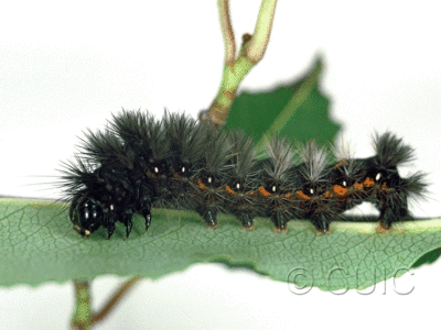 lateral view of larva Acronicta noctivaga in USA: NY
