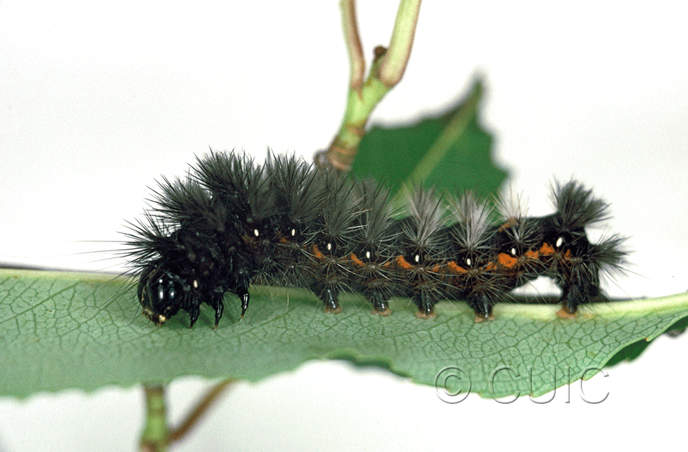 lateral view of larva Acronicta noctivaga in USA: NY