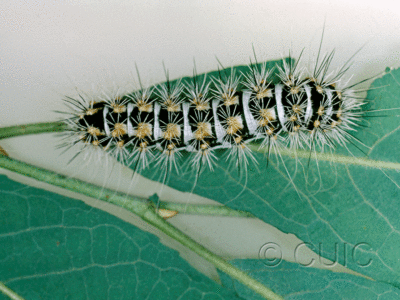 dorsal view of larva Acronicta no. 3 oblinta grp in USA: AZ