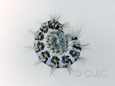 lateral view of larva Acronicta no. 3 oblinta grp in USA: AZ