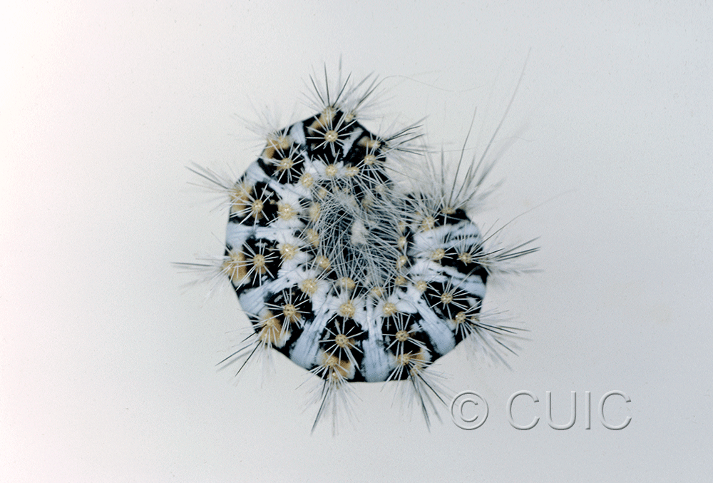 lateral view of larva Acronicta no. 3 oblinta grp in USA: AZ