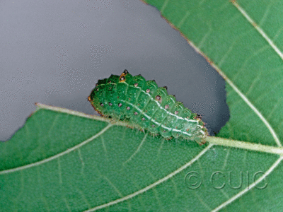 dorsal view of larva Acronicta paupercula on Ulmus in USA: TX