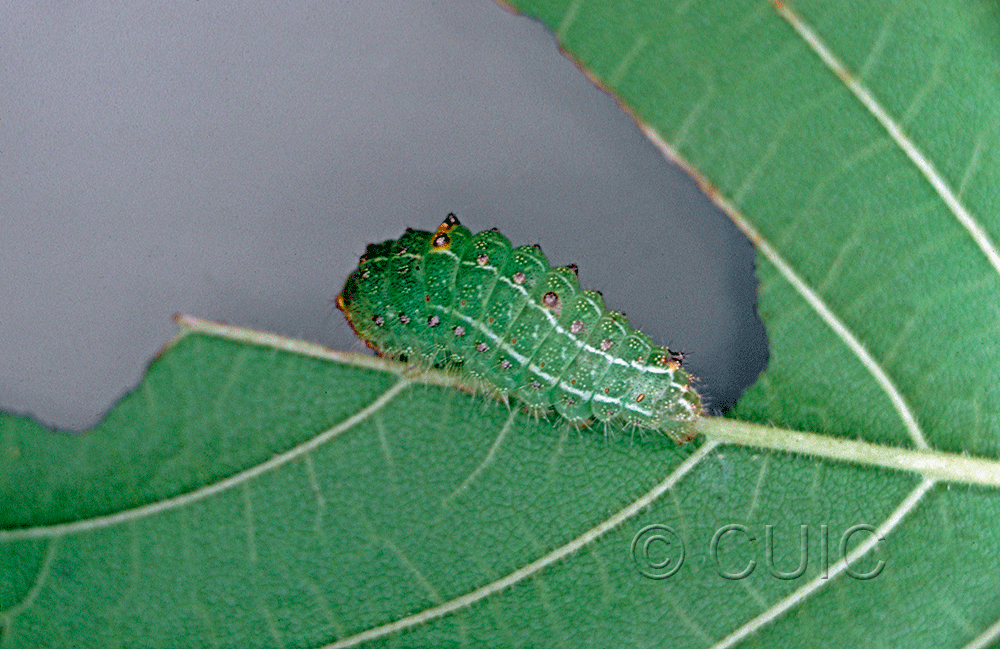 dorsal view of larva Acronicta paupercula on Ulmus in USA: TX