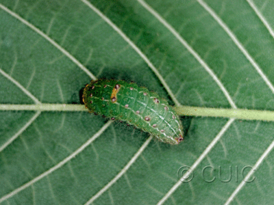 lateral view of larva Acronicta paupercula on Ulmus in USA: TX