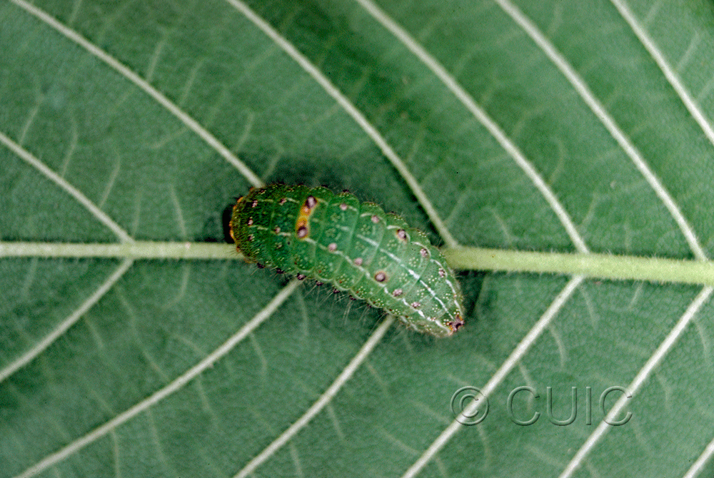 lateral view of larva Acronicta paupercula on Ulmus in USA: TX