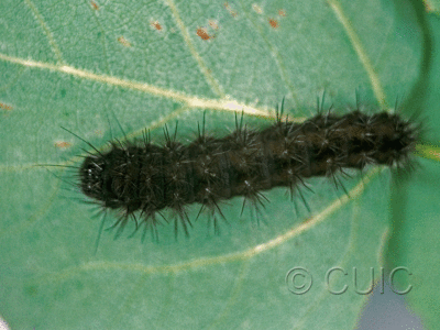 dorsal view of larva Acronicta sperata on Prunus serotina in USA: NY