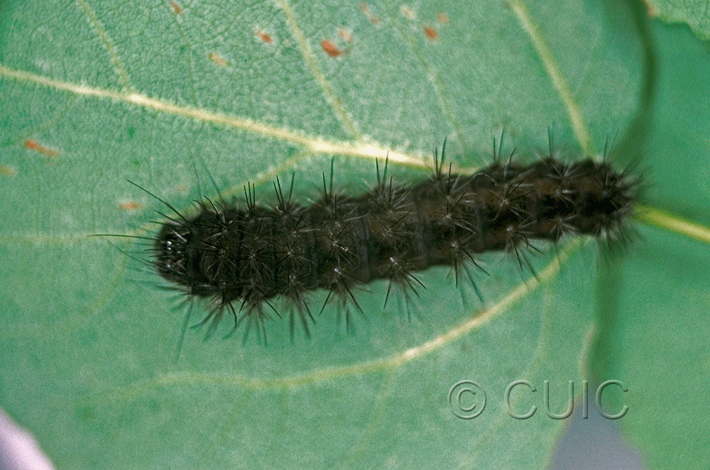 dorsal view of larva Acronicta sperata on Prunus serotina in USA: NY