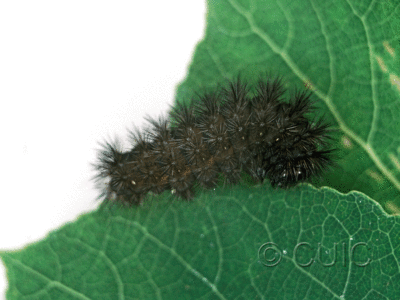 lateral view of larva Acronicta sperata on Prunus serotina in USA: NY