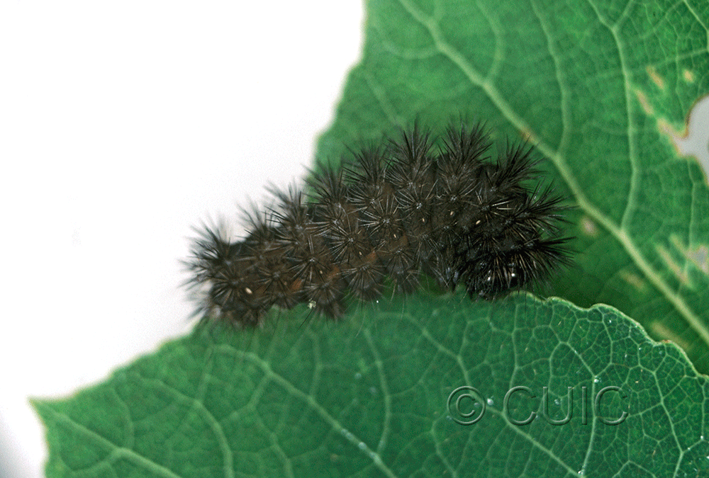 lateral view of larva Acronicta sperata on Prunus serotina in USA: NY