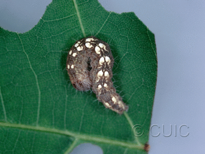 dorsal view of larva Acronicta tristis on Quercus in USA: NY