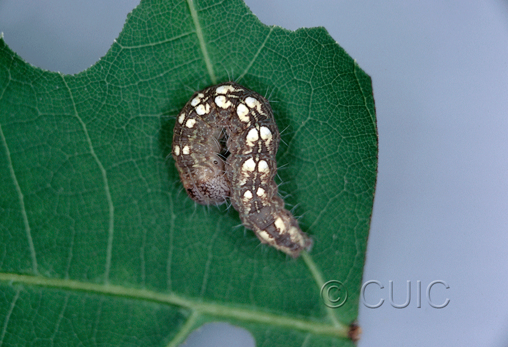 dorsal view of larva Acronicta tristis on Quercus in USA: NY