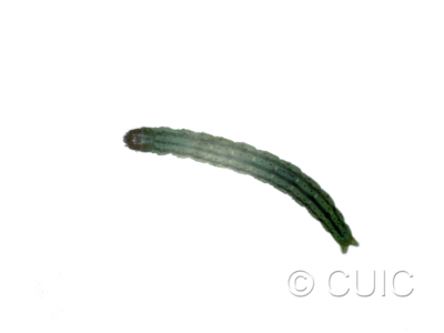 dorsal view of larva Agonopterix alstroemariana on Conium in USA: NY