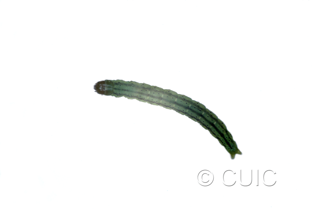 dorsal view of larva Agonopterix alstroemariana on Conium in USA: NY