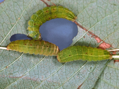 dorsal / lateral view of larva Acronicta fallax on Viburnum lentago in USA: NY