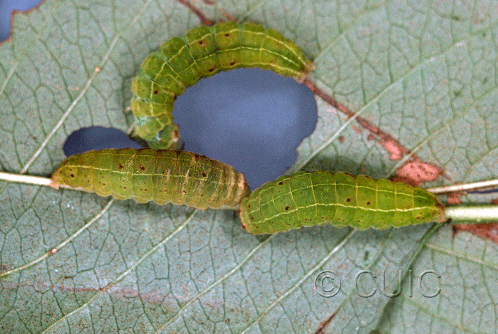 dorsal / lateral view of larva Acronicta fallax on Viburnum lentago in USA: NY