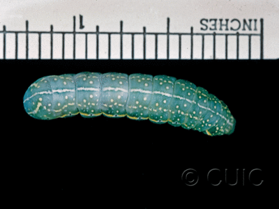 dorsal view of larva Amphipyra pyramidoides