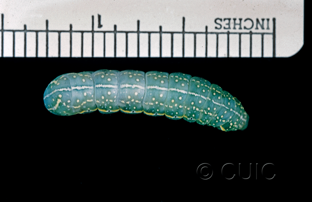 dorsal view of larva Amphipyra pyramidoides
