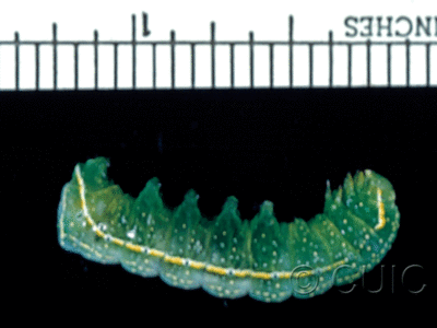 lateral view of larva Amphipyra pyramidoides