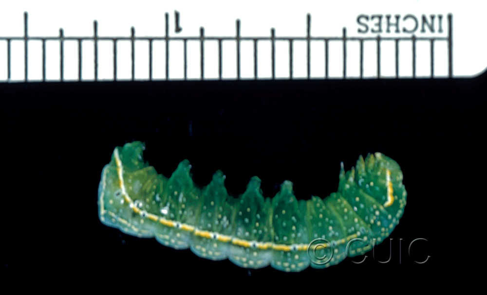 lateral view of larva Amphipyra pyramidoides