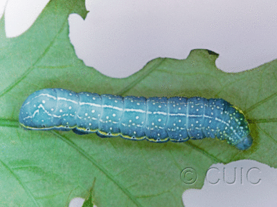 dorsal view of larva Amphipyra pyramidoides on Prunus in USA: NY