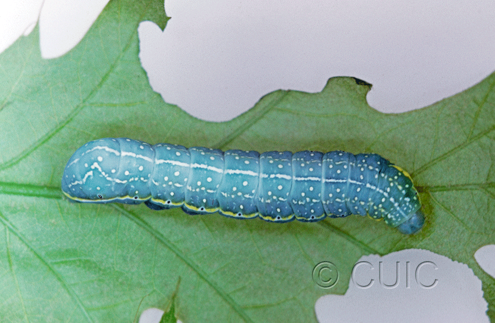 dorsal view of larva Amphipyra pyramidoides on Prunus in USA: NY