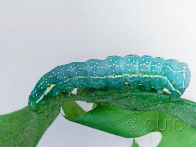 lateral view of larva Amphipyra pyramidoides on Prunus in USA: NY