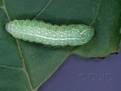 dorsal view of larva Amphipyra pyramidoides in USA: NY