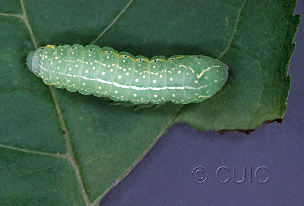 dorsal view of larva Amphipyra pyramidoides in USA: NY