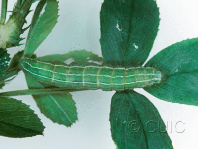 dorsal view of larva Amphipyra tragopoginis on alfalfa in USA: NY