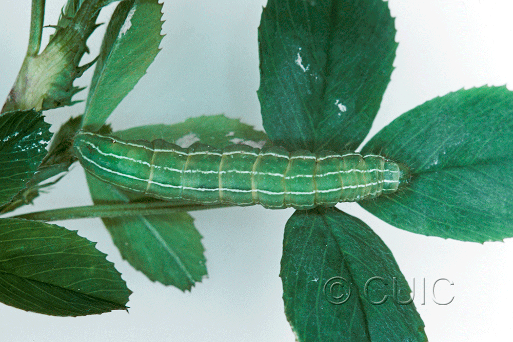 dorsal view of larva Amphipyra tragopoginis on alfalfa in USA: NY