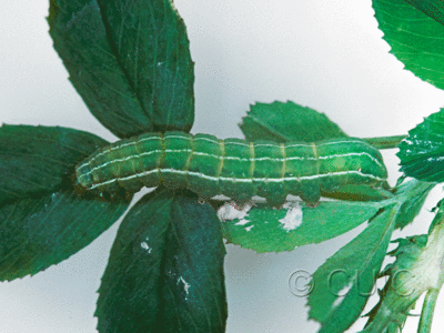 lateral view of larva Amphipyra tragopoginis on alfalfa in USA: NY